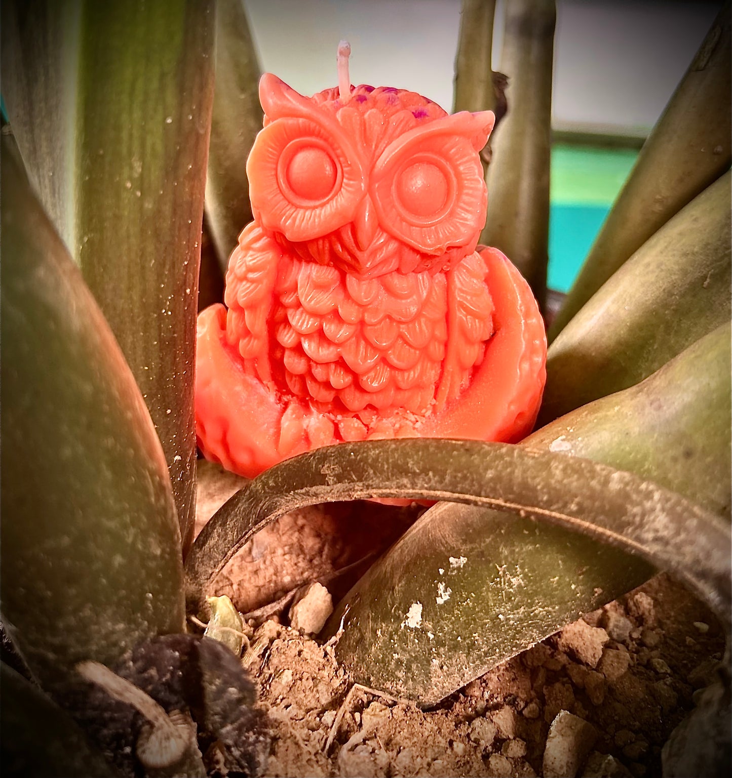 🦉La intuición nos ilumina 🦉
