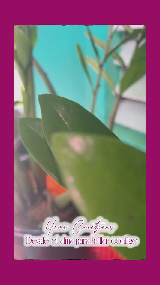 🦉La intuición nos ilumina 🦉